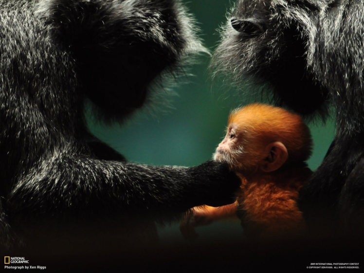 monkey, Baby, Mood, Cute, Babies, Love HD Wallpaper Desktop Background