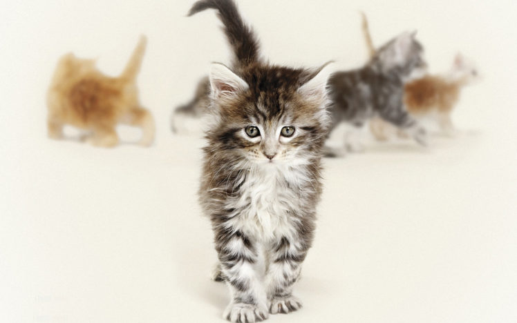 cats, Kittens, Babies, Face, Eyes HD Wallpaper Desktop Background