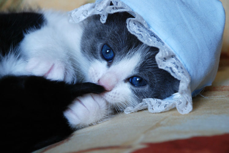 blue, Face, Eyes, Cute, Cats, Kittens, Babies HD Wallpaper Desktop Background