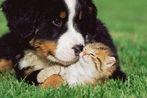 cats, Dogs, Kittens, Grass, Animals, Puppy, Cute, Love