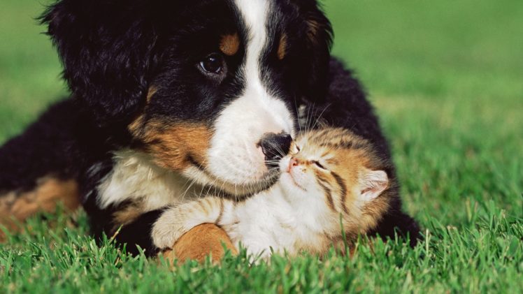cats, Dogs, Kittens, Grass, Animals, Puppy, Cute, Love HD Wallpaper Desktop Background