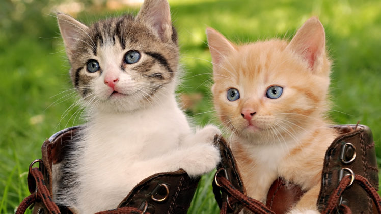 cats, Kittens, Babies, Face, Eyes, Cute HD Wallpaper Desktop Background