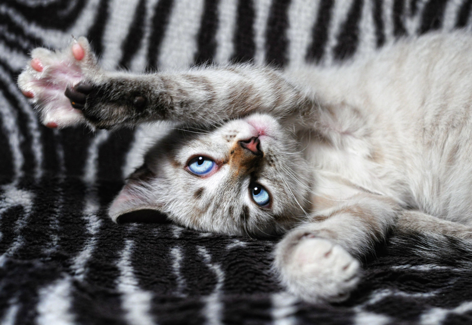 cats, Kittens, Babies, Face, Eyes, Reflection, Humor, Cute Wallpaper