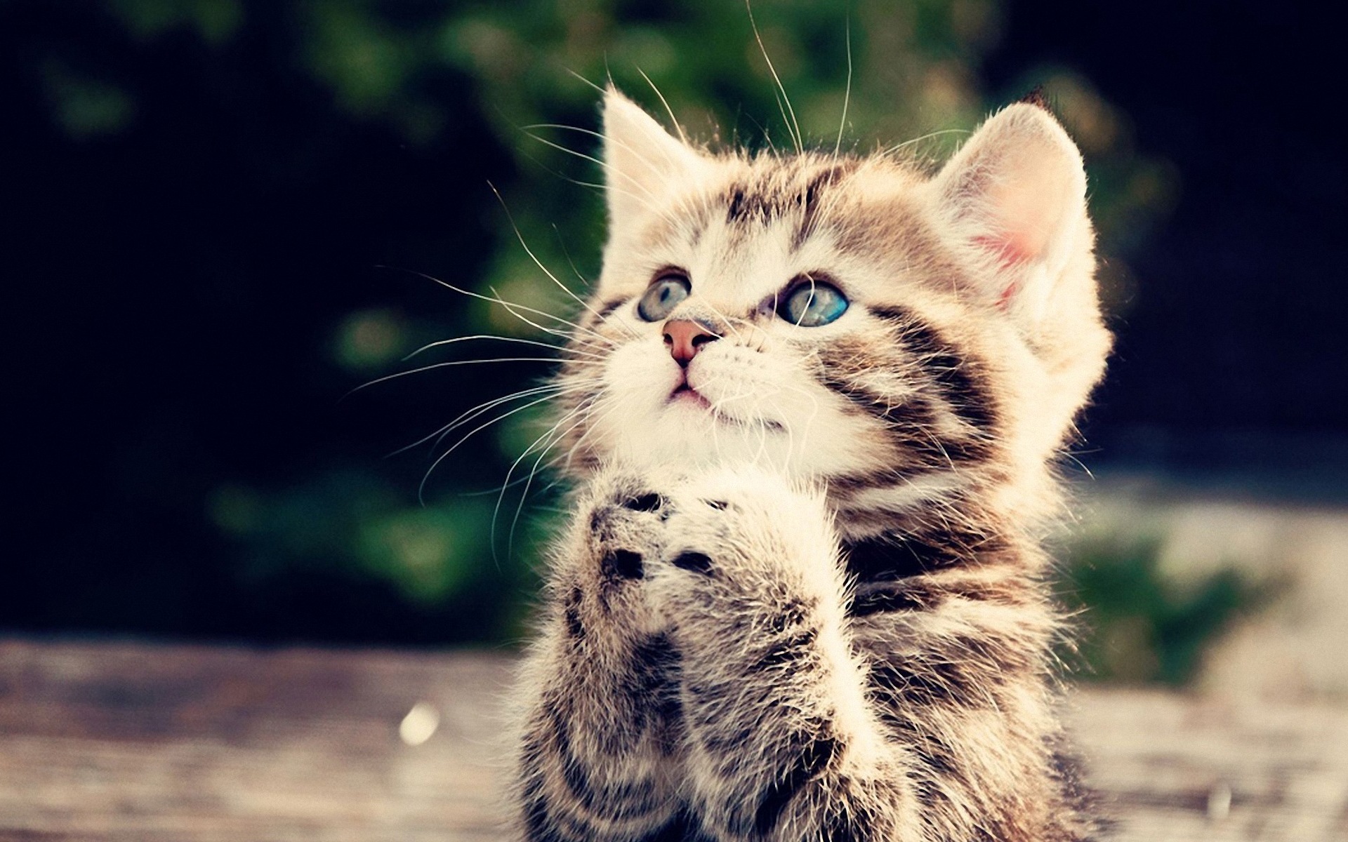cute, Kitten Wallpaper