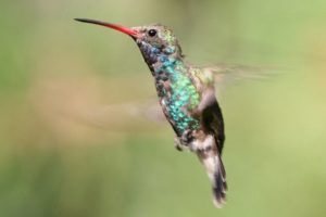 beautiful, Hummingbird
