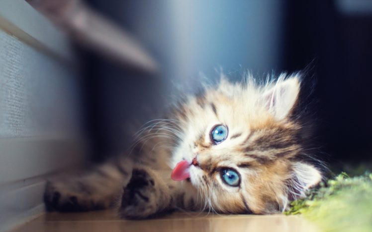 sunlight, Cats, Kittens, Babies, Face, Eyes, Cute HD Wallpaper Desktop Background