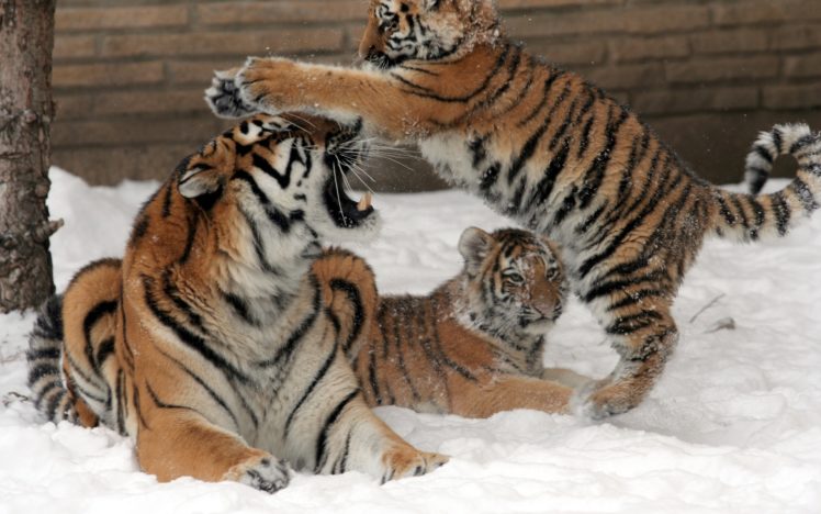tigers, Cubs, Babies, Snow, Winter HD Wallpaper Desktop Background