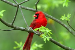 nature, Birds, Animals, Northern, Cardinal