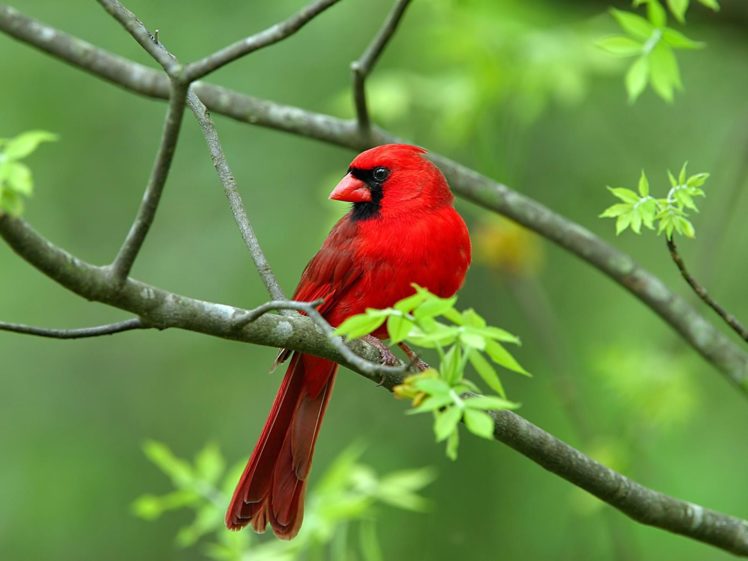 nature, Birds, Animals, Northern, Cardinal HD Wallpaper Desktop Background