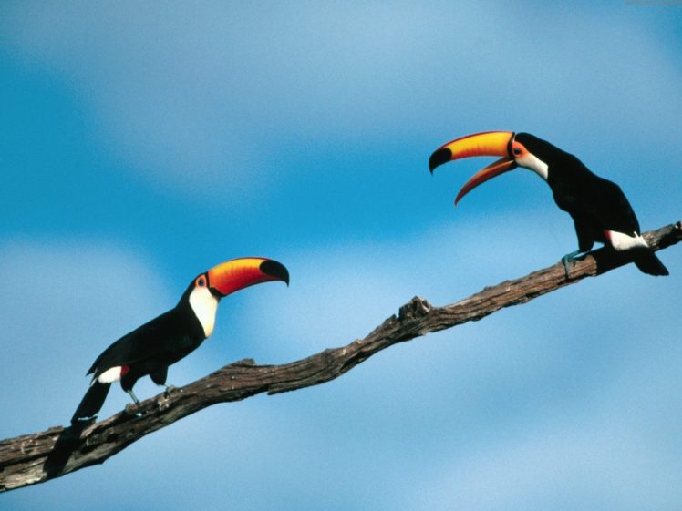 birds, Branches, Toucans HD Wallpaper Desktop Background