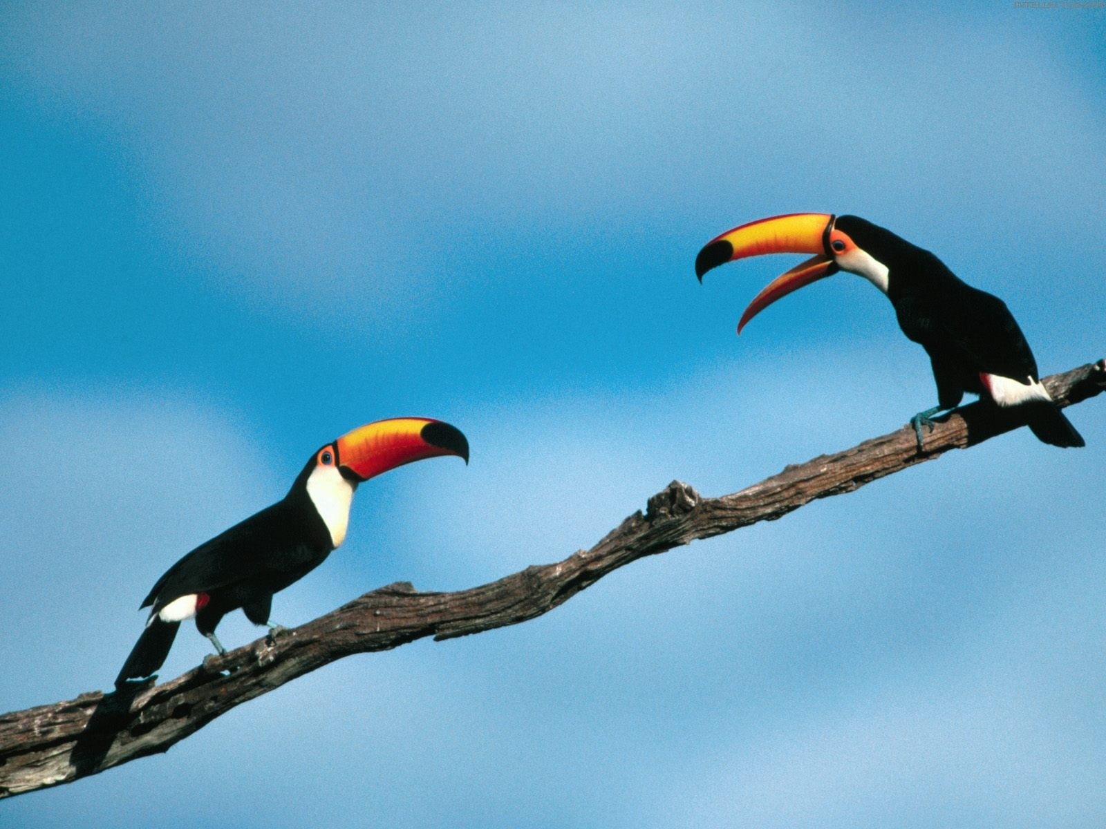 birds, Branches, Toucans Wallpaper