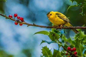 cute, Yellow, Bird