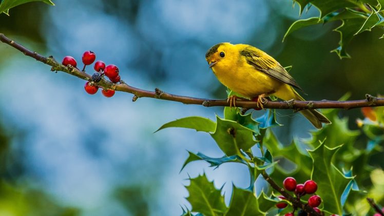 cute, Yellow, Bird HD Wallpaper Desktop Background