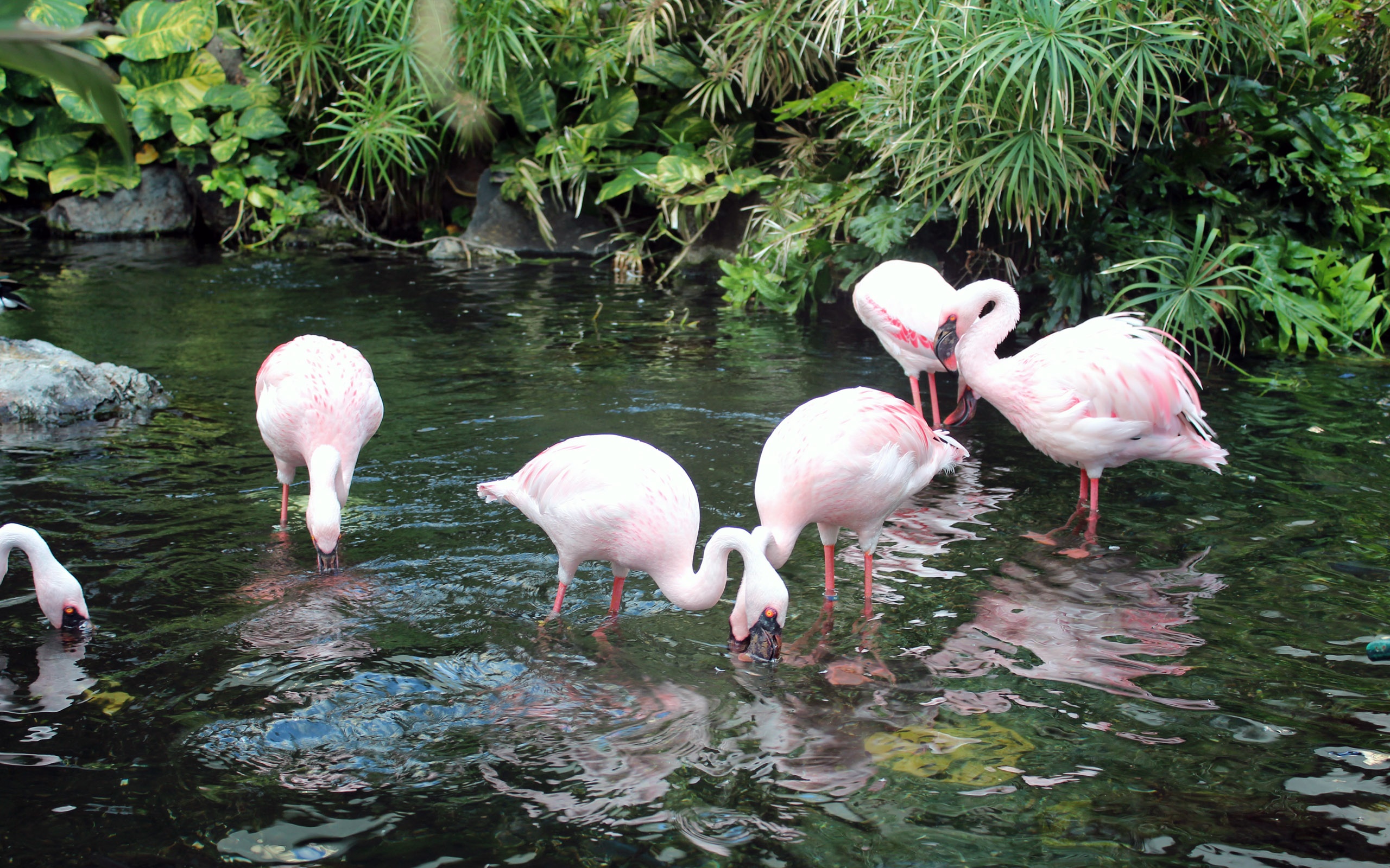 flamingos Wallpaper