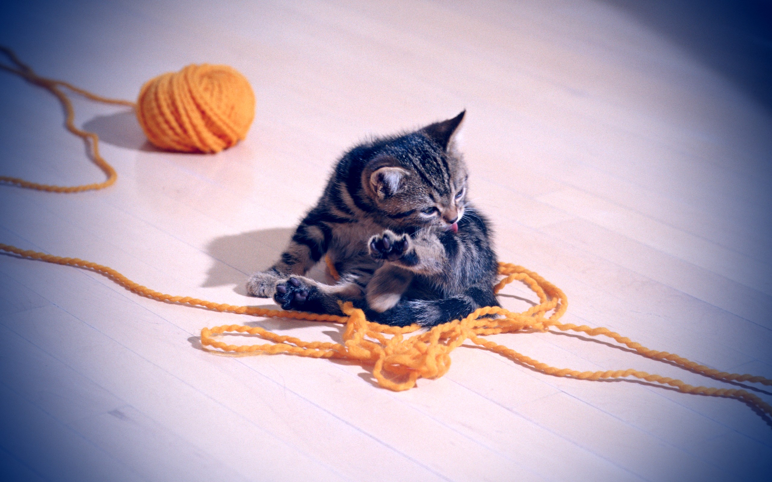 cats, Kittens, Yarn Wallpaper