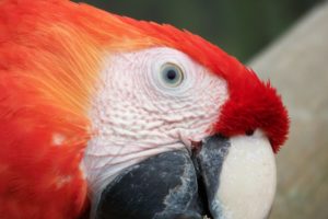 red, Macaw, Face