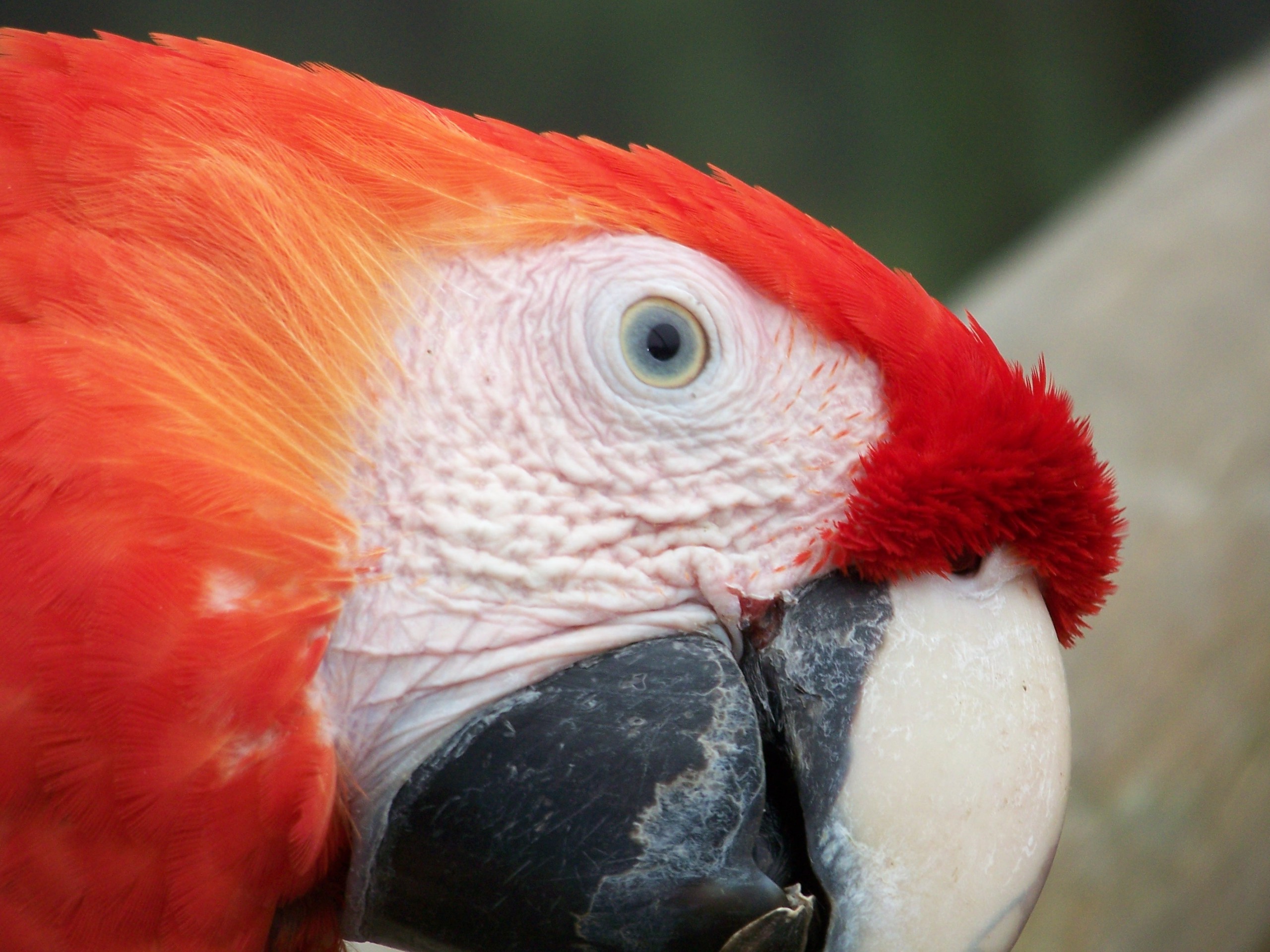 red, Macaw, Face Wallpaper