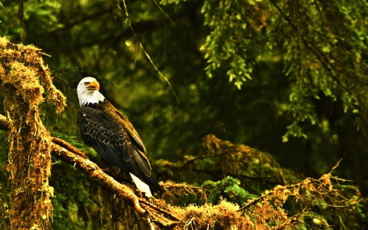 nature, Birds, Eagles HD Wallpaper Desktop Background