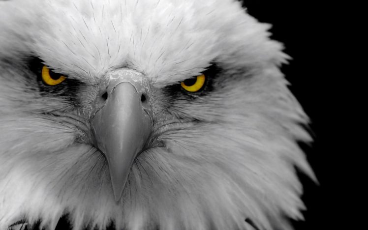 eagles, Bald, Eagles, Birds HD Wallpaper Desktop Background