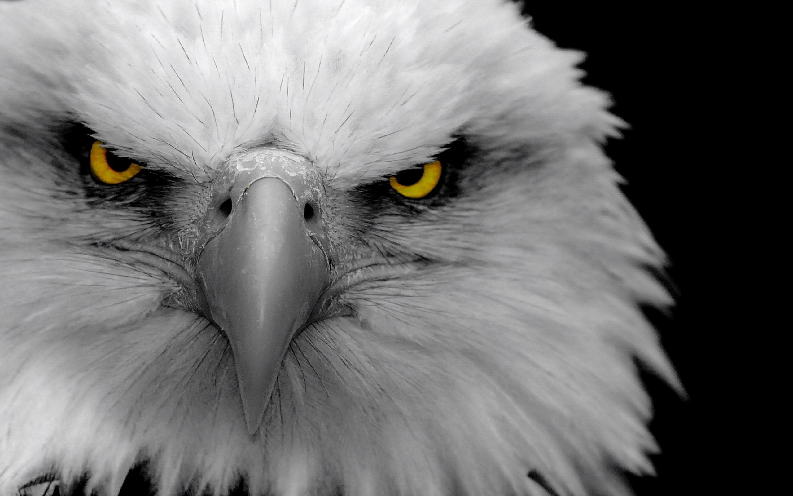 eagles, Bald, Eagles, Birds Wallpaper