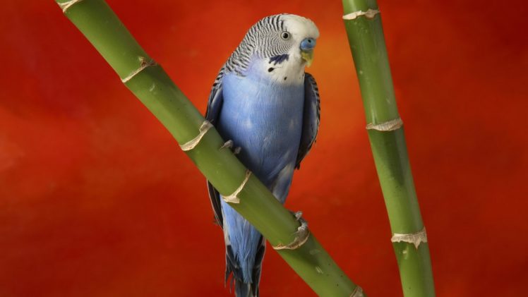 multicolor, Birds, Parakeets HD Wallpaper Desktop Background