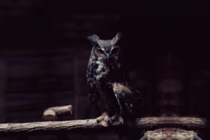 dark, Animals, Focus, Owls