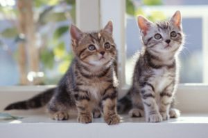 cats, Kittens