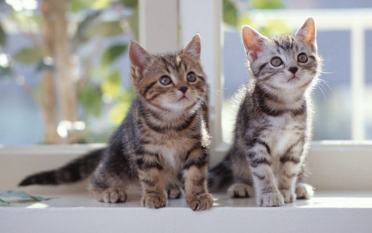 cats, Kittens HD Wallpaper Desktop Background