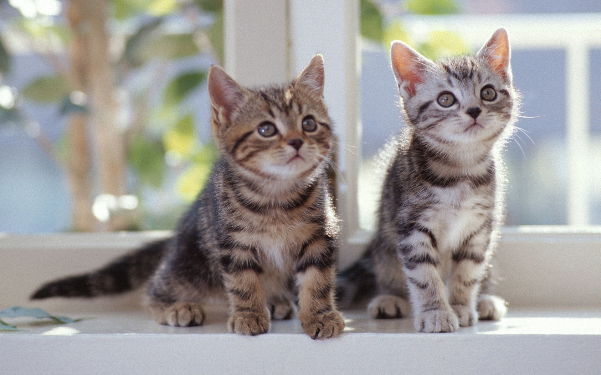 cats, Kittens Wallpaper