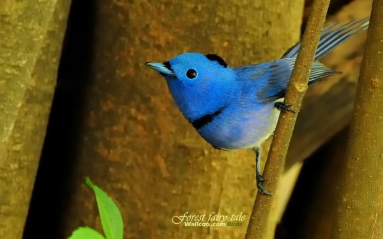 birds, Wildlife, Blue, Flycatchers HD Wallpaper Desktop Background