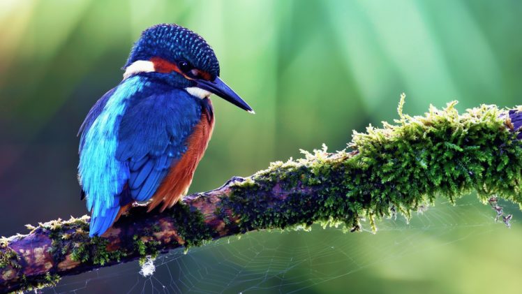 nature, Birds, Kingfisher HD Wallpaper Desktop Background