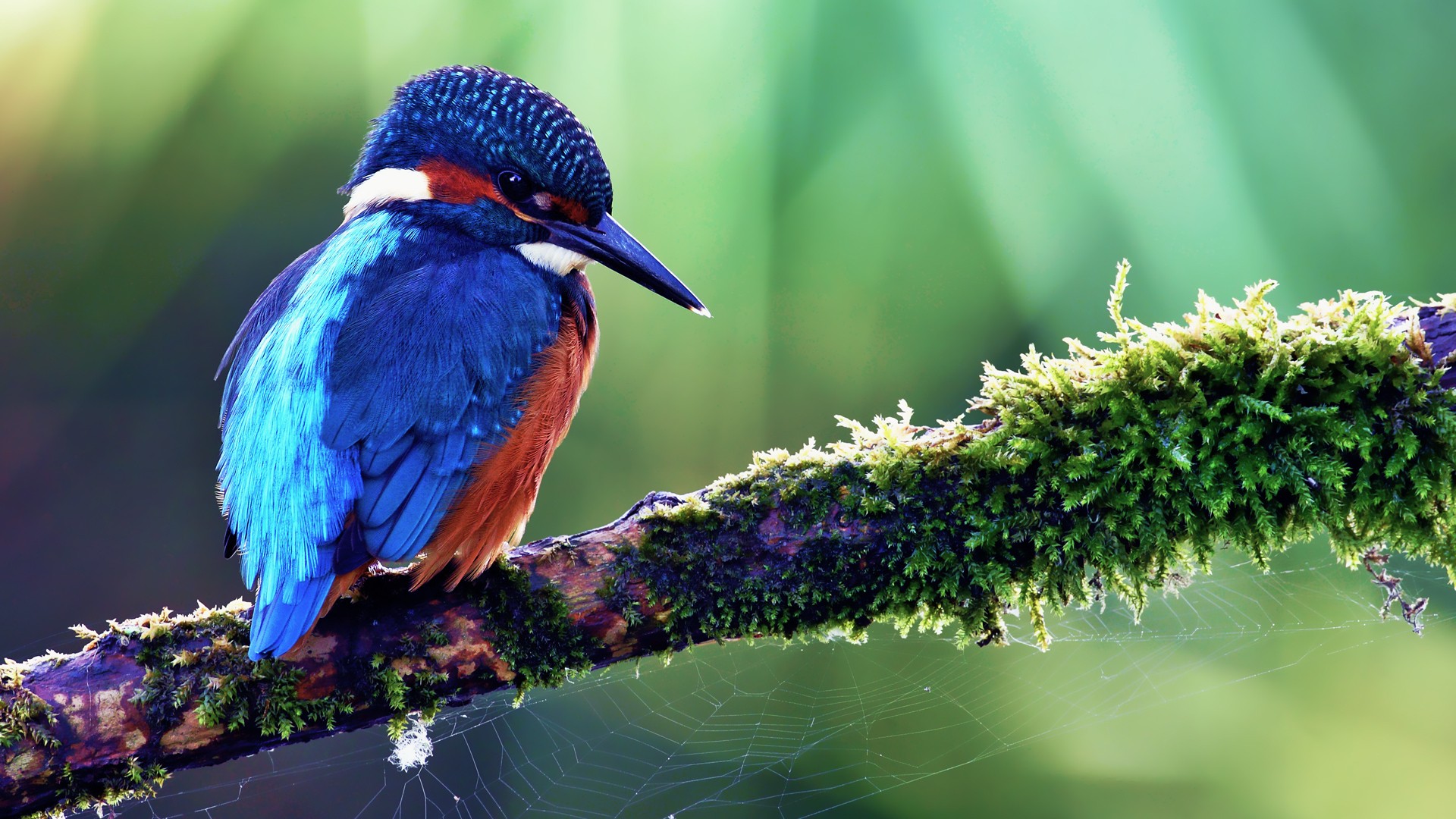 nature, Birds, Kingfisher Wallpaper
