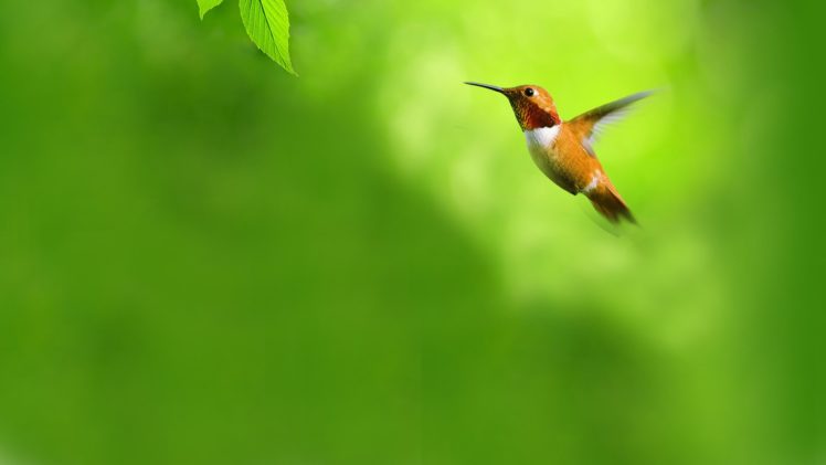 green, Flying, Birds, Opera, Web, Browser, Hummingbirds, Opera HD Wallpaper Desktop Background
