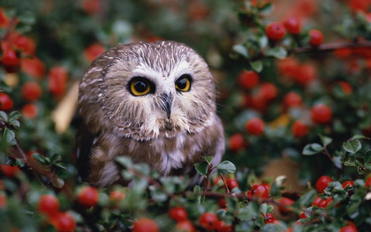 animals, Owls, Birds HD Wallpaper Desktop Background