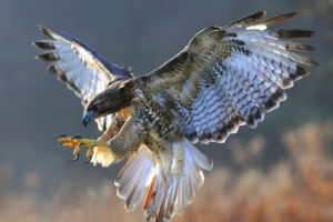 bird, Hawk, Nature, Flight