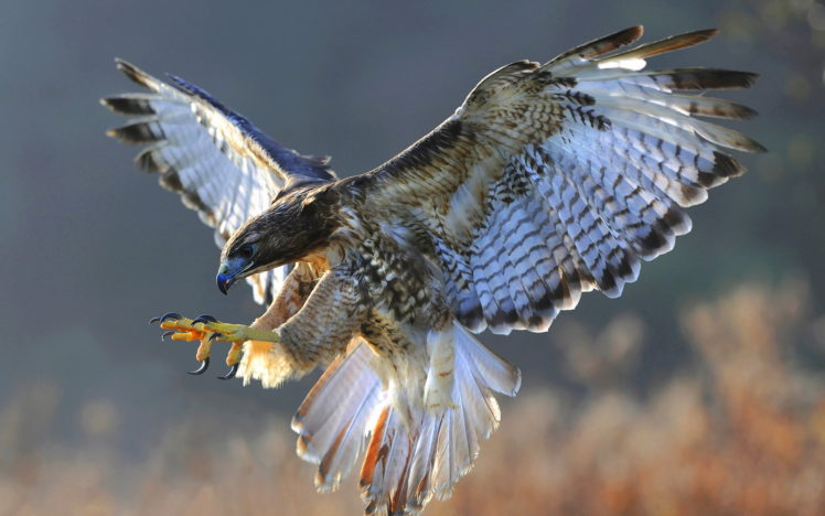 bird, Hawk, Nature, Flight HD Wallpaper Desktop Background