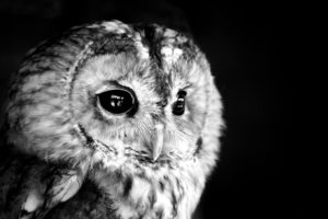 black, Owl, Photo, White, Monochrome, Face, Eyes, Feathers
