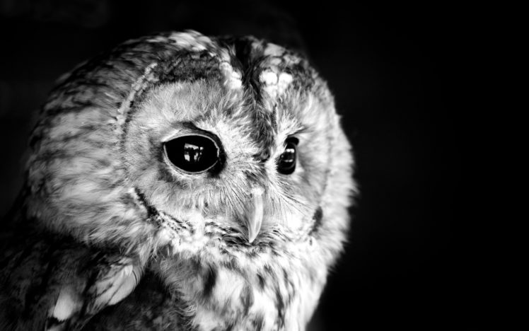 black, Owl, Photo, White, Monochrome, Face, Eyes, Feathers HD Wallpaper Desktop Background