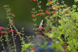 birds, Hummingbirds, Herbs, Flowers, Grass, Macro, Flight