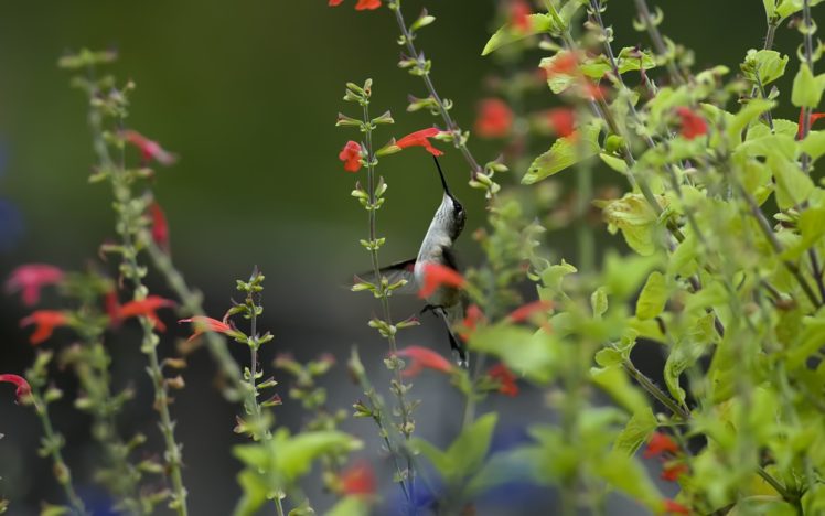 birds, Hummingbirds, Herbs, Flowers, Grass, Macro, Flight HD Wallpaper Desktop Background