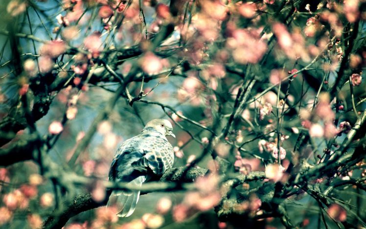 nature, Birds, Wildlife HD Wallpaper Desktop Background