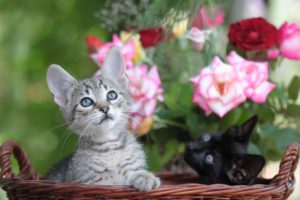 flowers, Cats, Kittens, Babies, Cute, Face, Eyes