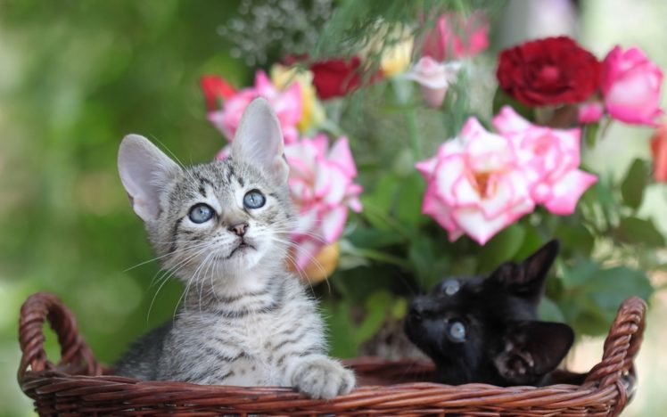 flowers, Cats, Kittens, Babies, Cute, Face, Eyes HD Wallpaper Desktop Background