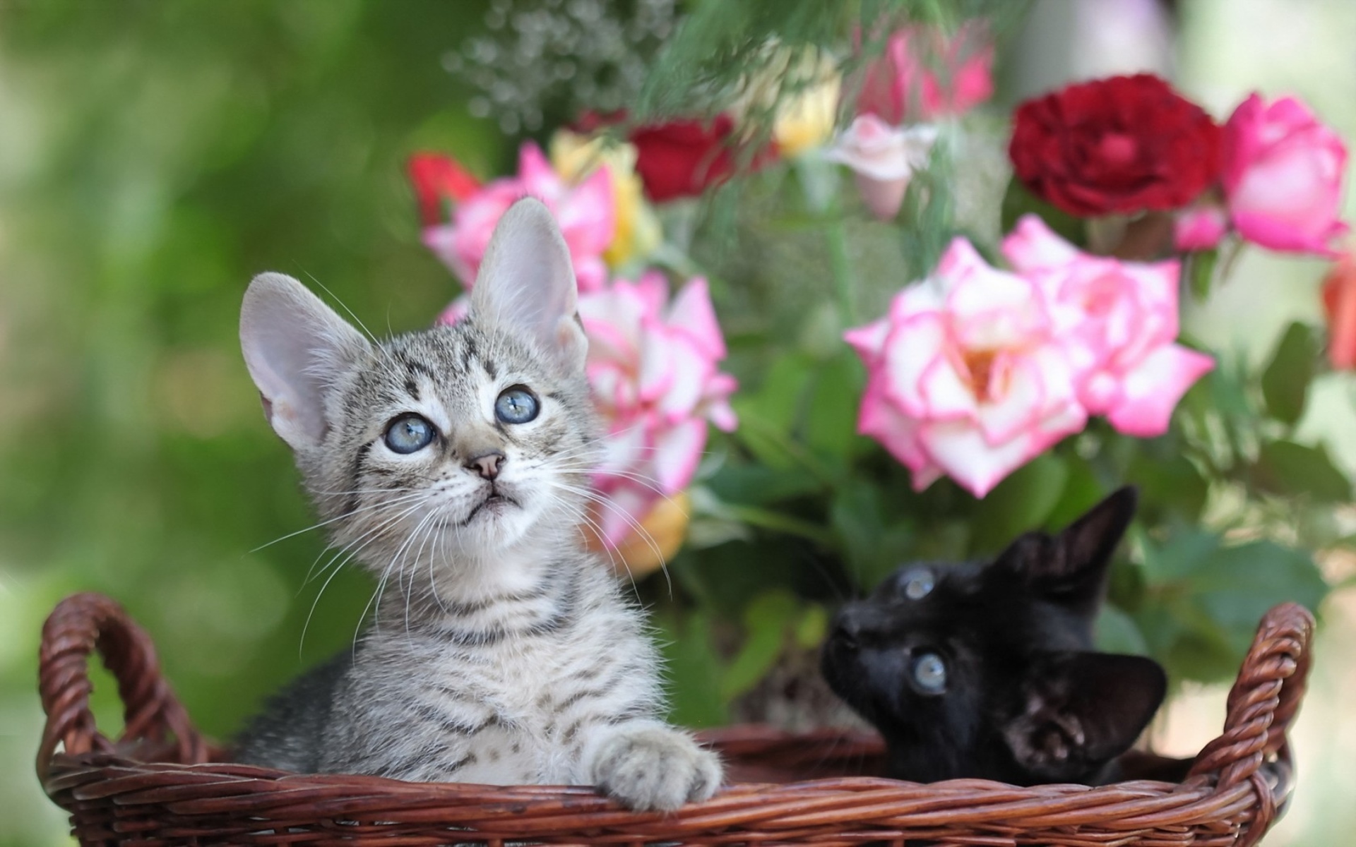 flowers, Cats, Kittens, Babies, Cute, Face, Eyes Wallpaper