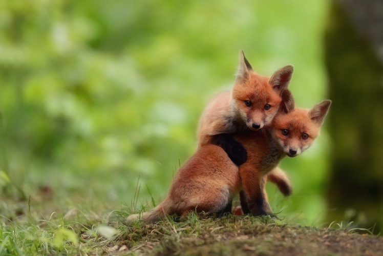 foxes, Babies, Cubs, Kits, Cute HD Wallpaper Desktop Background