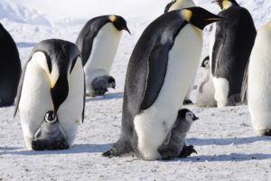 penguins, Emperor, Antarctica, Birds, Babies, Cute, Snow
