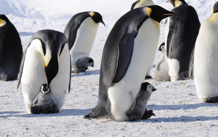 penguins, Emperor, Antarctica, Birds, Babies, Cute, Snow HD Wallpaper Desktop Background