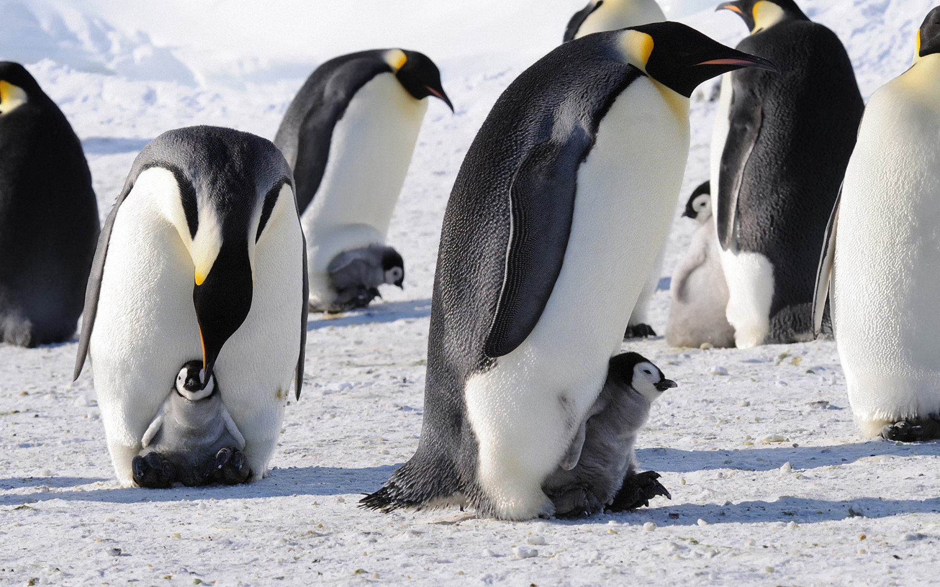 penguins, Emperor, Antarctica, Birds, Babies, Cute, Snow Wallpaper