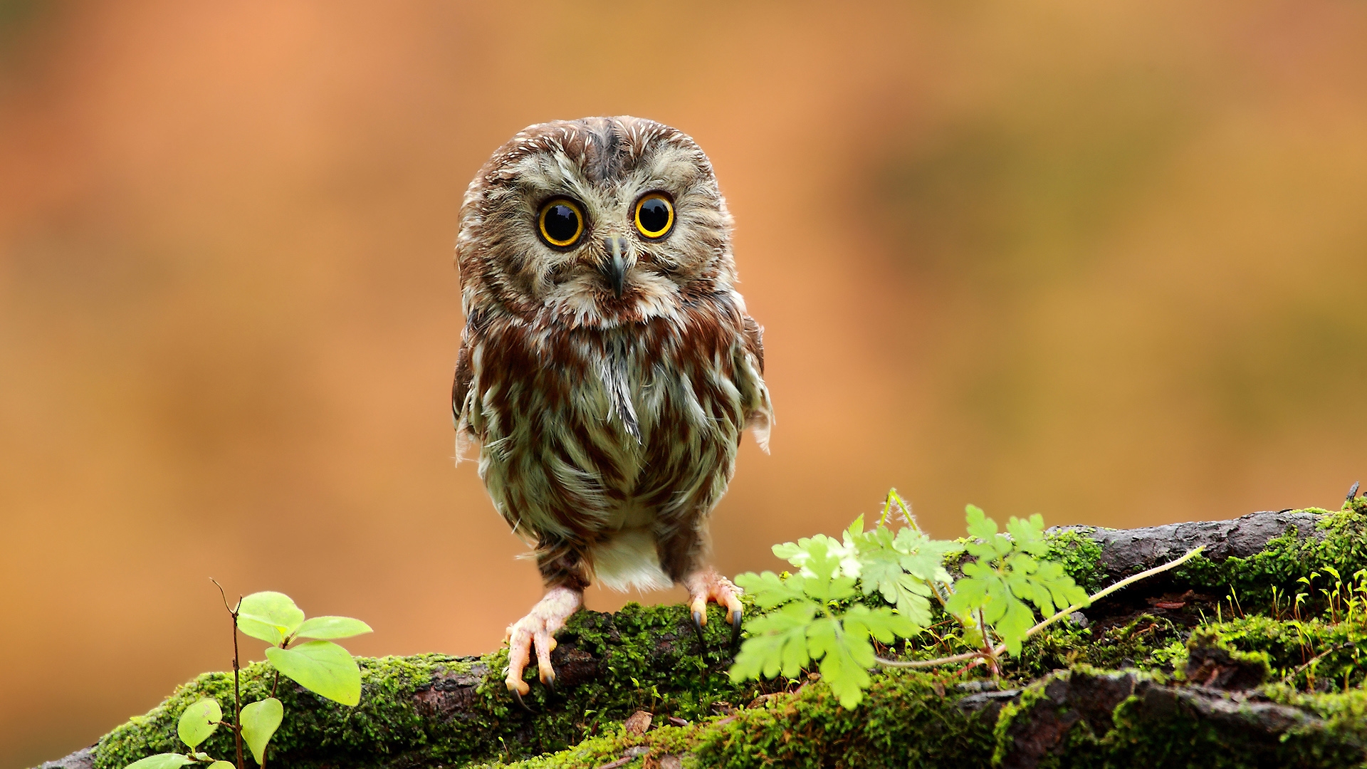 cute, Baby, Owl Wallpaper