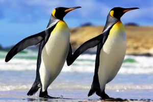 penguins, Couple